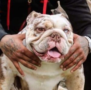 Meet your Posher, Marlin